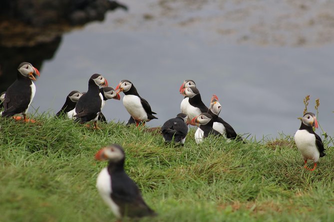 Premium Small-Group Puffin & Bird Watching tour from Reykjavík - RIB Boat Ride Details, Comfort, and the Silent-Approach Trick