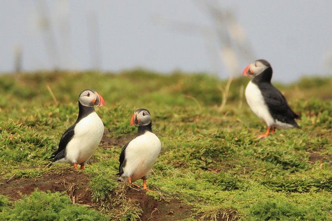 Premium Small-Group Puffin & Bird Watching tour from Reykjavík - Old Harbour Check-In, What Happens Before You Hit the Water