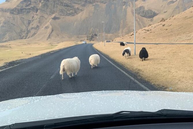 PRIVATE 2-Hours Tour - Westman Islands with a local in a BMW X5 - Why a private drive-around works so well on Heimaey