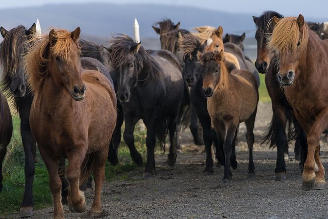 Private Golden Circle Tour by Luxury SUV from Reykjavik - How the Private Format Helps You Beat the Crowds