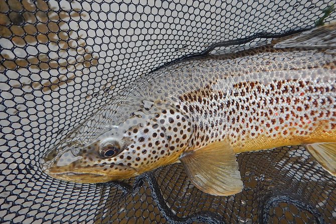 Private Lake and River Fishing Tour from Reykjavik - Brown Trout and Arctic Char, and How Season Affects Your Expectations