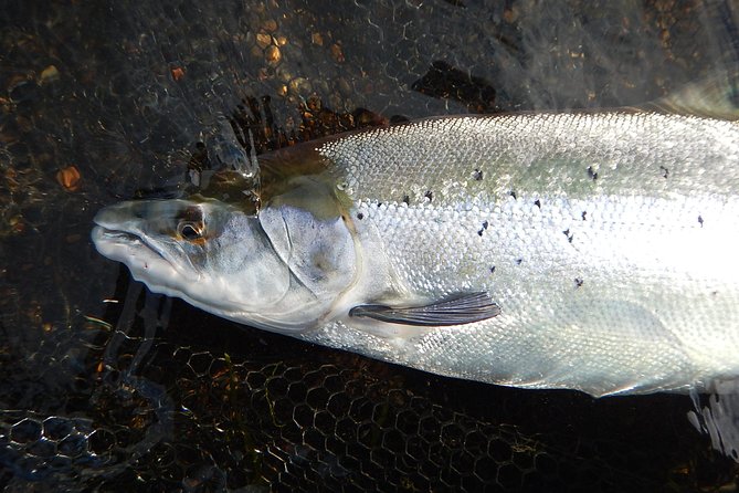 Private Lake and River Fishing Tour from Reykjavik - Learning Techniques From a Real Guide, Even If You Are Brand New