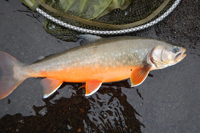 Private Lake and River Fishing Tour from Reykjavik - Gear, Permits, and Hotel Pickup: The Convenience Tax Is Already Paid