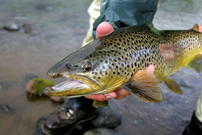 Private Lake and River Fishing Tour from Reykjavik - Reaching the Golden Circle River and Maximizing Your Time Fishing