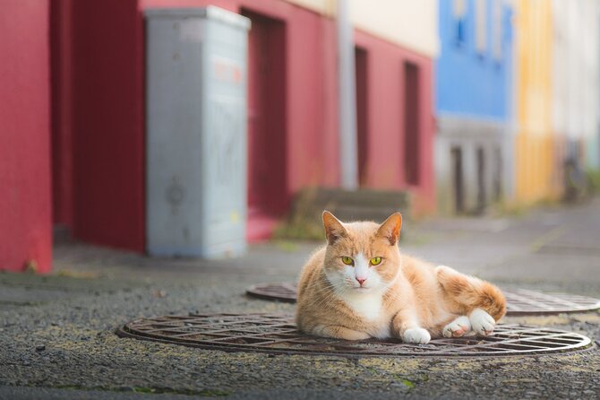 Private Reykjavik Cat Walking Tour - A private cat walk that still feels like real Reykjavik