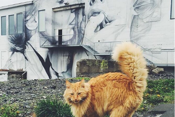 Private Reykjavik Cat Walking Tour - The Heart of Reykjavik and cat design spotting