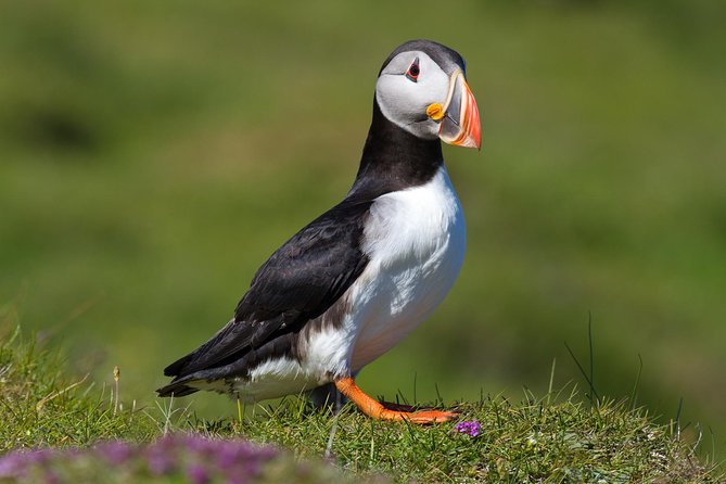 Puffin and Volcano Tour with Ebbi - Heimaey Island in 2 hours, puffins and Eldfell without the drag