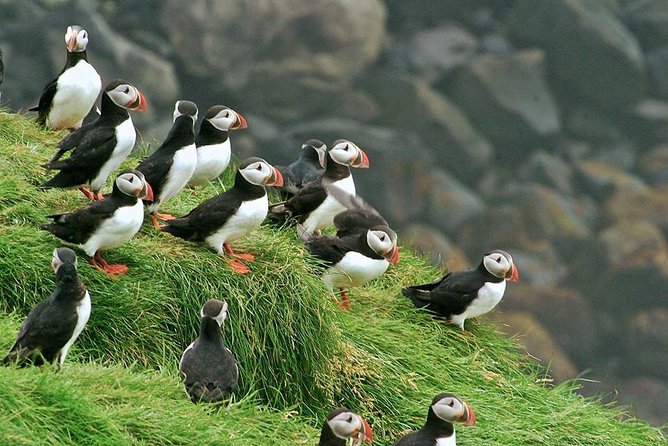 Puffin and Volcano Tour with Ebbi - Elephant Rock, the place to look for scale and swagger