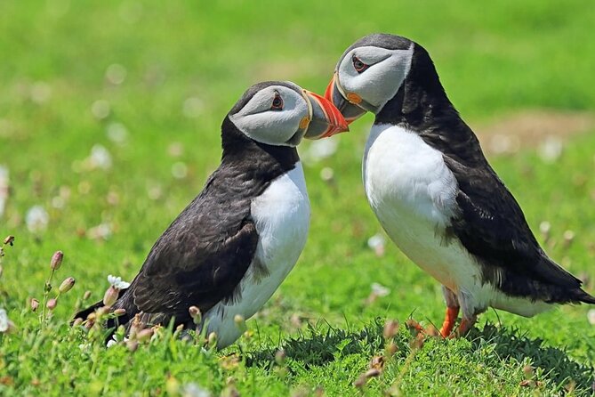 Puffin and Volcano Tour with Ebbi - What you actually get for the $114.88 price