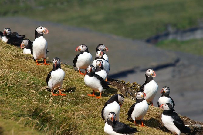 Puffin and Volcano Tour with Ebbi - Practical tips for puffins, wind, and the on-off bus rhythm