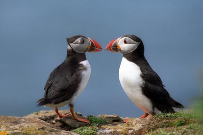 Puffin Cruise with Expert Tour Guide from Reykjavik - Key Points Before You Go