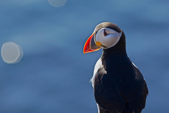 Puffin Cruise with Expert Tour Guide from Reykjavik - Custom Boat, Binoculars, and Real Photo Expectations