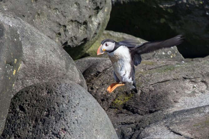 Puffin Cruise with Expert Tour Guide from Reykjavik - Picking the Right Departure Time for Better Chances