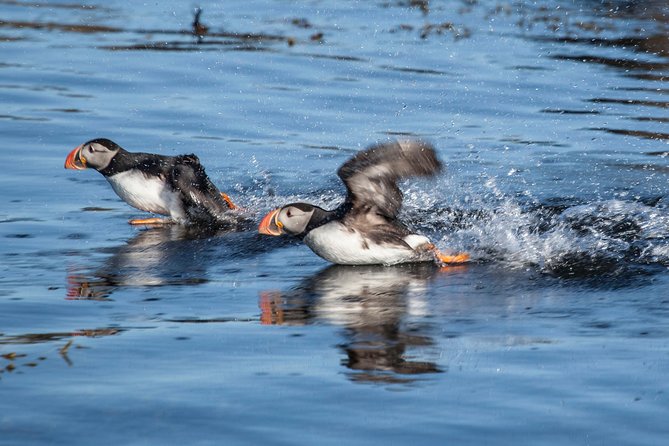 Puffin Cruise with Expert Tour Guide from Reykjavik - The Full Flow of the Trip, Step by Step
