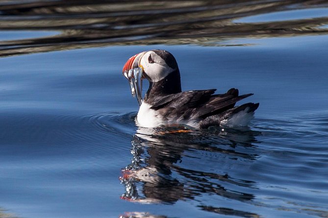 Puffin Cruise with Expert Tour Guide from Reykjavik - Who This Trip Suits Best