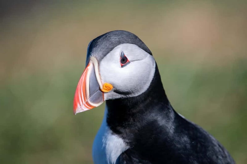 Puffin & Gufufoss Waterfall Tour from Seydisfjordur Port - Puffin Stop Power: Hafnarhólmi on a Rocky Islet