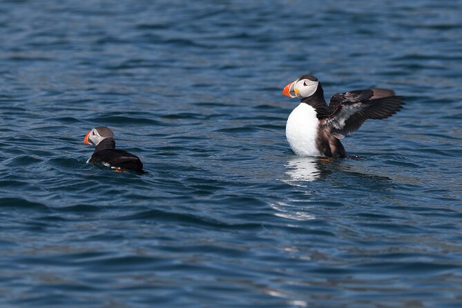 Puffin Jet ski tour in Reykjavík - The 2-hour ride: small-group energy without the chaos