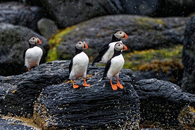 Puffin Jet ski tour in Reykjavík - Who this Puffin jet ski tour fits best, and who should think twice