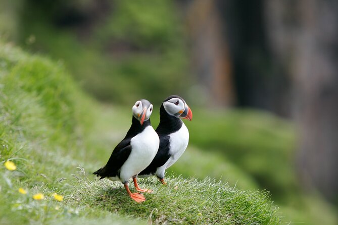 Puffin Watching and Gufufoss Waterfall Tour from Seydisfjordur - Key Moments That Make This Half-Day Special