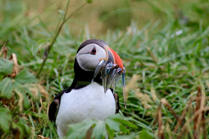 Puffin Watching and Gufufoss Waterfall Tour from Seydisfjordur - The Bakkagerði Stops: Turf House and Elf Rock in Short Bursts