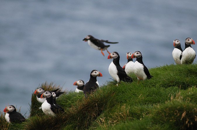 Puffin Watching and Gufufoss Waterfall Tour from Seydisfjordur - Price and Value: Is $214 Worth It?