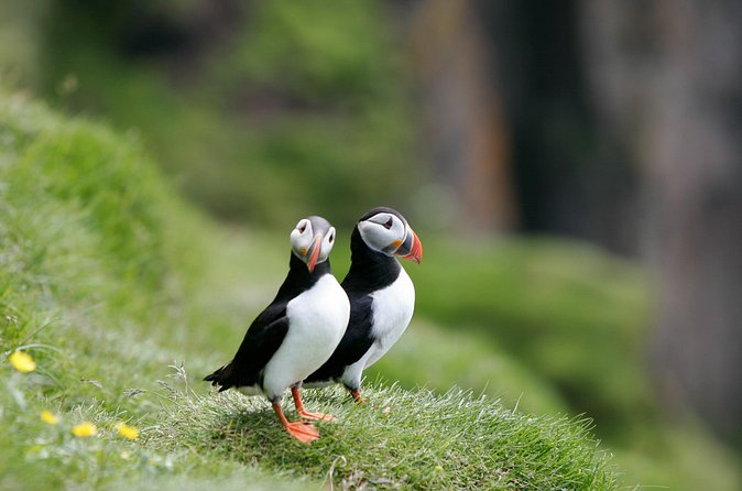 Puffin Watching and Gufufoss Waterfall Tour from Seydisfjordur - Who This Tour Suits Best (And Who Should Rethink)