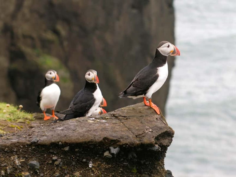 Puffin Watching Yacht Cruise from Downtown Reykjavík - Key Highlights You’ll Remember