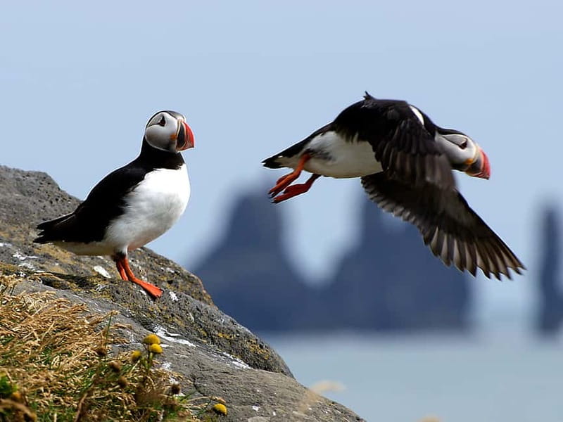 Puffin Watching Yacht Cruise from Downtown Reykjavík - Engey, Lundey, and Viðey: Where Puffins (Sometimes) Put on a Show