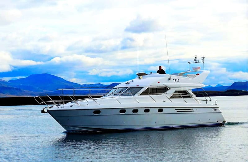Puffin Watching Yacht Cruise from Downtown Reykjavík - Wildlife Beyond Puffins: Seals, Dolphins, and Whales
