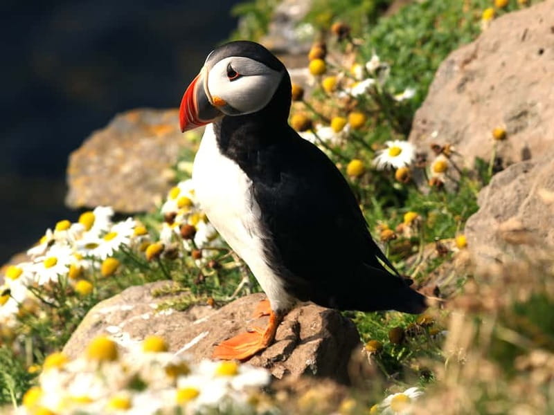Puffin Watching Yacht Cruise from Downtown Reykjavík - The Yacht, the Small Group, and Staying Comfortable in Cold Wind