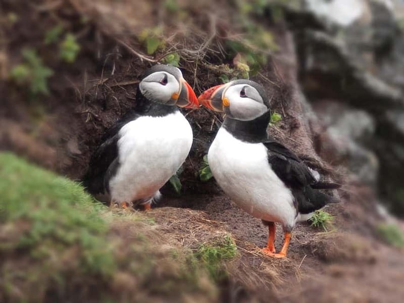 Puffin Watching Yacht Cruise from Downtown Reykjavík - Best Time to Go: Seasonal Scenery and Puffin Timing in Iceland