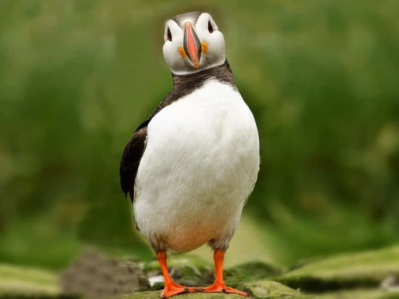 Puffin Watching Yacht Cruise from Downtown Reykjavík - Who This Cruise Fits Best (and Who Might Want a Different Plan)