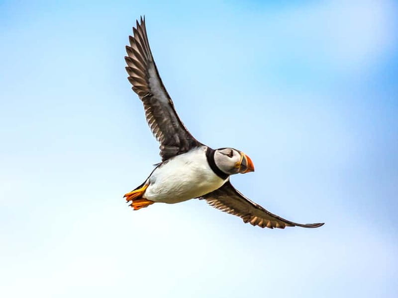Puffin Watching Yacht Cruise from Downtown Reykjavík - Faxaflói Bay Views: Mount Esja, Reykjavik Coastline, and Island Cruising