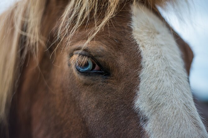 Red Lava Horse Riding Tour From Reykjavik - Price and Value at $139.13 Per Person