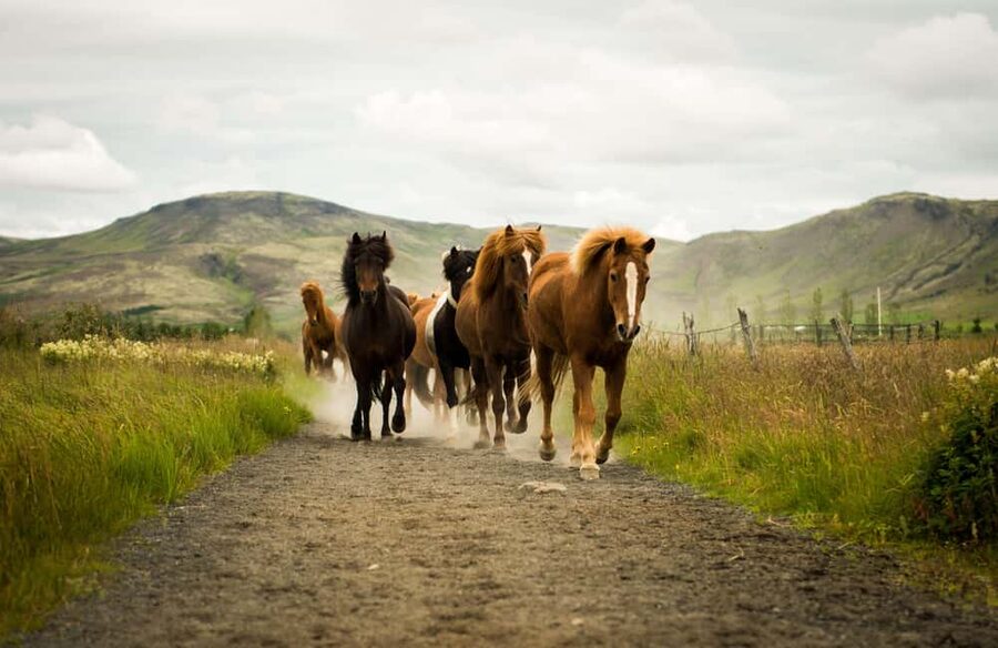 Reykjadalur: Horseback Riding Tour for Families & Beginners - Reykjadalur on horseback in 1 hour: the real vibe