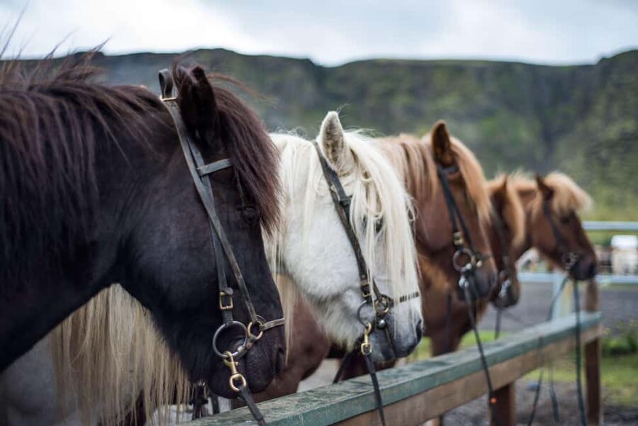 Reykjadalur: Horseback Riding Tour for Families & Beginners - The horseback part: what beginner handling usually looks like here