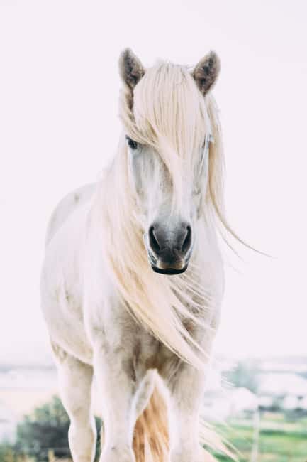 Reykjadalur: Horseback Riding Tour for Families & Beginners - Reykjadalur views from the saddle, plus guide stories
