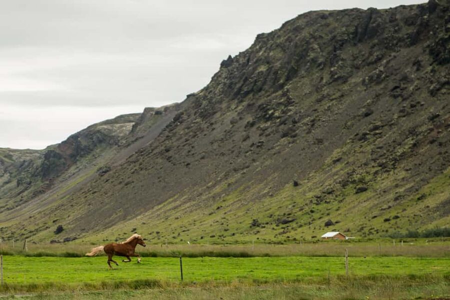 Reykjadalur: Horseback Riding Tour for Families & Beginners - Small-group riding and timing: choosing morning or afternoon