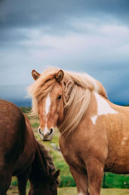 Reykjadalur: Horseback Riding Tour for Families & Beginners - Who should book this Reykjadalur horseback tour