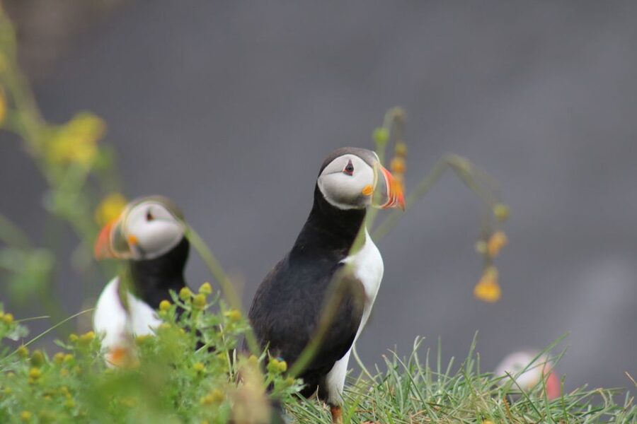 Reykjavik: 1-Hour Puffin Watching Tour - Key things to know before you go