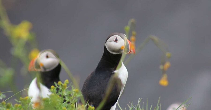 Reykjavik: 1-Hour Puffin Watching Tour - Akurey, Engey, or Lundey: Why the Islands Are the Real Show