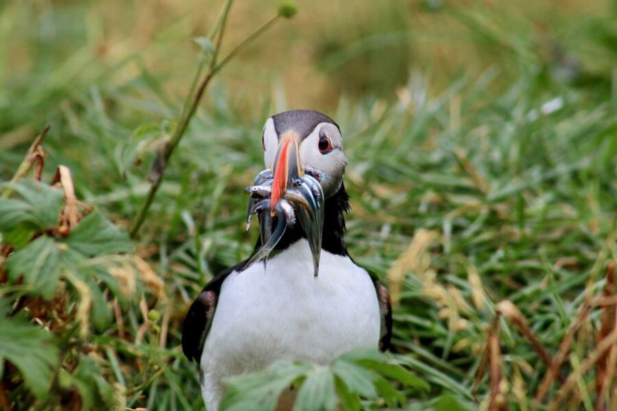 Reykjavik: 1-Hour Puffin Watching Tour - The Boat Ride: Warm Overalls, Binoculars, and Seabird-Spotting