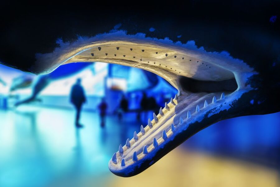 Reykjavik: 2-Hour Northern Lights by Boat with Backup Plan - The bonus plan that saves your night: Whales of Iceland Exhibition