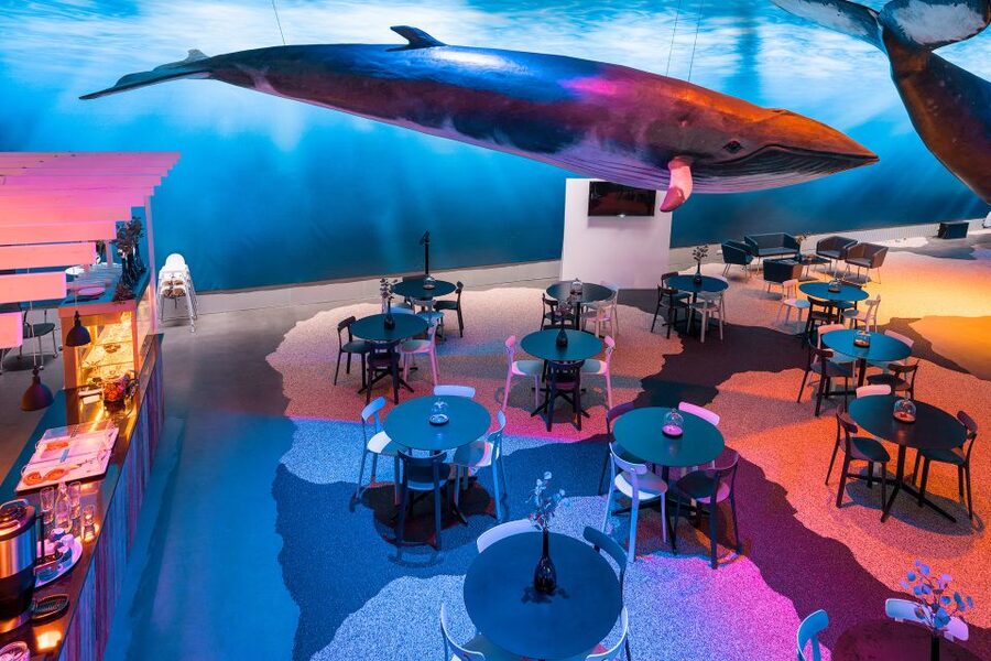 Reykjavik: 2-Hour Northern Lights by Boat with Backup Plan - Who should book this Northern Lights boat tour