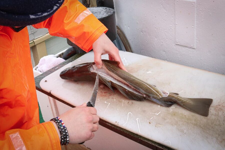 Reykjavik: 3-Hour Sea Angling Gourmet Experience Tour - Faxaflói fishing grounds and a boat BBQ in Reykjavik