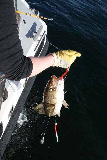 Reykjavik: 3-Hour Sea Angling Gourmet Experience Tour - Price and value: is $176 worth it?