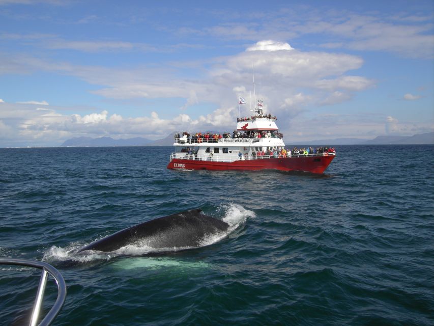 Reykjavik: ATV Ride & Whale Watching Boat Tour - ATV to Reykjavik Peak, then whale watching off Faxafloi Bay