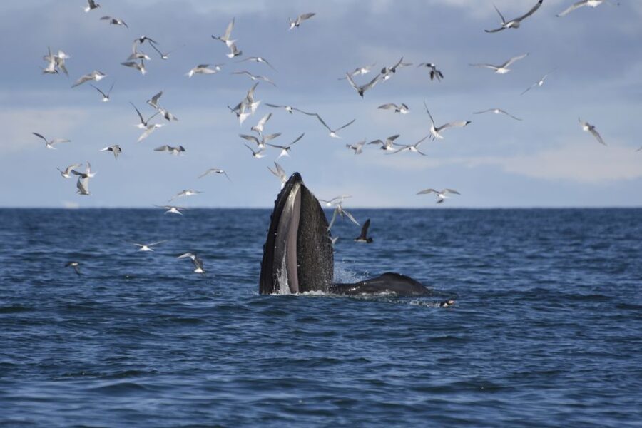 Reykjavik: ATV Ride & Whale Watching Boat Tour - Lunch at Reykjavik harbor before you go looking for whales