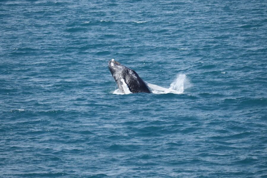 Reykjavik: Best Value Whale Watching Boat Tour - Should You Book This Reykjavik Whale Watching Boat Tour?