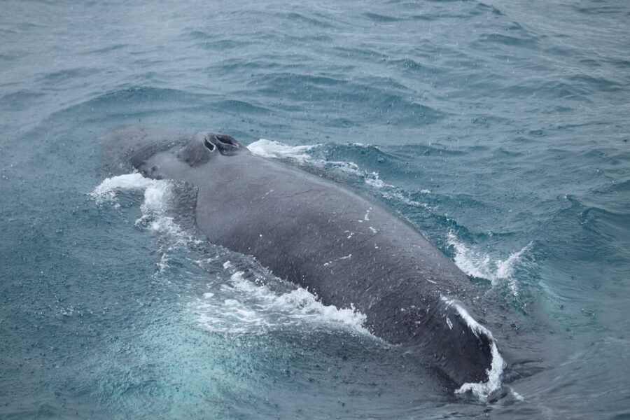 Reykjavik: Best Value Whale Watching Boat Tour - From Geirsgata 11 to the Old Harbour: Getting Started Smoothly